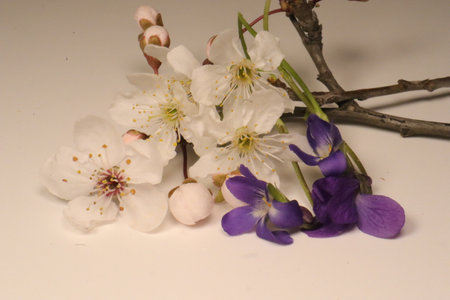 cherry blossom on a white background in spring, close-upの写真素材