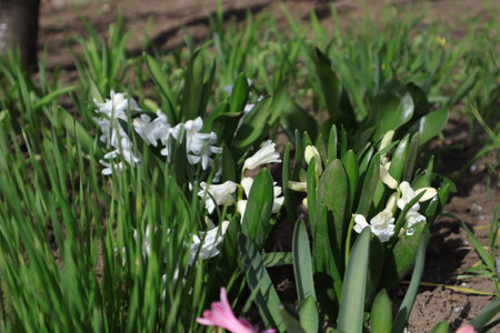 White hyacinths in the spring garden, close-upの写真素材