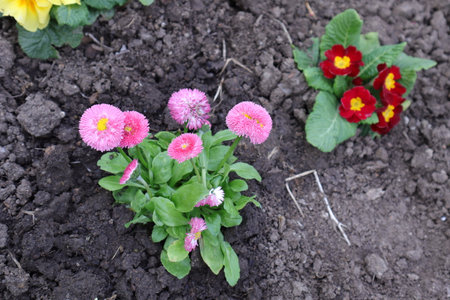 pink and red daisy flowers in the garden on the soilの写真素材