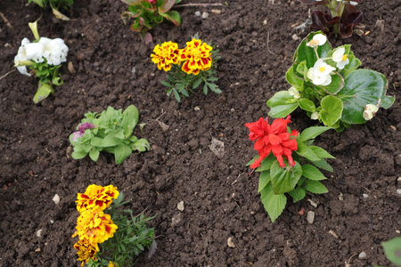 Flower bed with yellow and red flowers in the spring garden.の写真素材