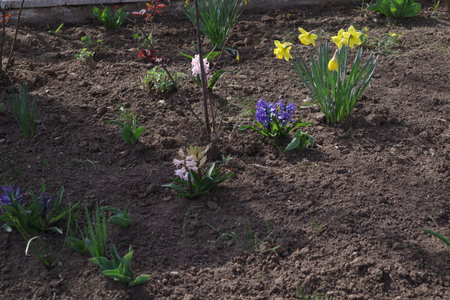 Flowerbed with hyacinths and daffodilsの写真素材