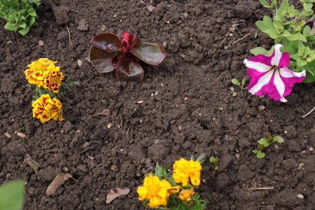 Flowerbed with colorful flowers in the garden. Spring background.の写真素材