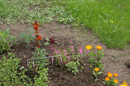 Flowerbed with zinnia and calendula in the gardenの写真素材