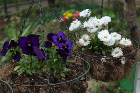 Purple pansy flowers in a flower pot with white daisiesの写真素材