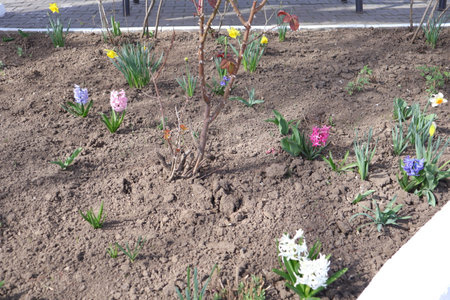 Flowerbed with hyacinths and daffodilsの写真素材