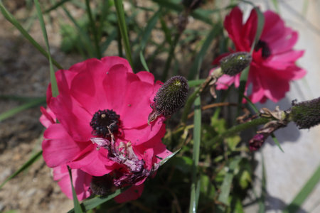 Poppies in the garden, close up of pink flower.の写真素材