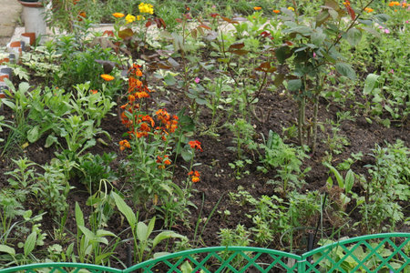 Flower bed with red and yellow flowers in the summer garden.の写真素材