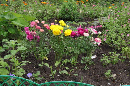 Ranunculus (persian buttercups) in the gardenの写真素材