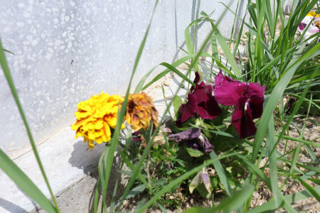 Flowers in the garden on a sunny day. Spring flowers.の写真素材