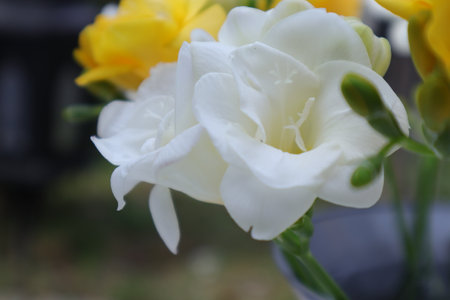 Beautiful white and yellow freesia flower in the garden.の写真素材
