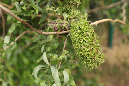 A closeup shot of a tree branch with green flowers and leavesの写真素材