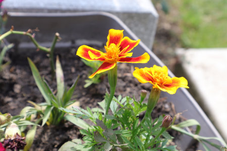 Marigold flowers in the garden. (Tagetes erecta)の写真素材