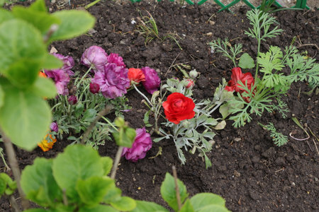 Flower bed with red and purple ranunculus in the gardenの写真素材