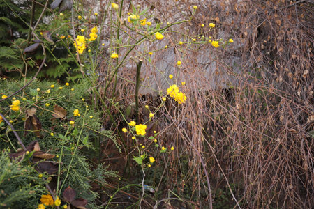 Yellow flowers on the background of an old house in the forest.の写真素材