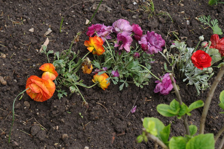 Flowerbed with red and yellow buttercups in early springの写真素材