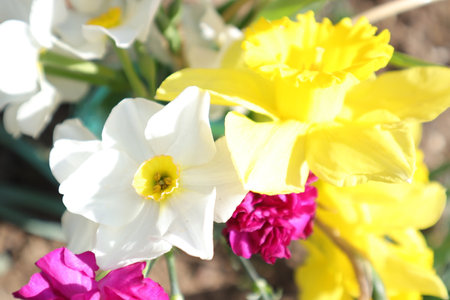 Daffodils, narcissus, daffodils, spring flowersの写真素材