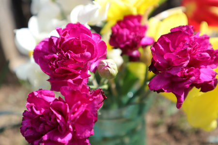 Carnation and daffodil flowers in the garden.の写真素材