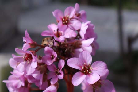 Bergenia japonica, also known as the Chinese bergenia or Chinese bergenia.の写真素材