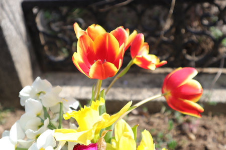 Colorful tulip flowers in the garden. Selective focus.の写真素材