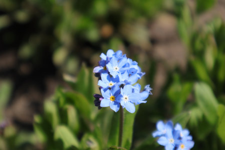 Forget-me-nots (Myosotis)の写真素材