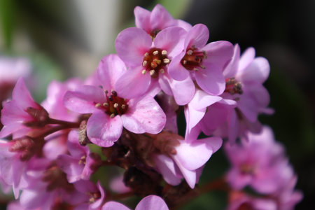 Closeup of pink Bergenia crassifolia flowers.の写真素材