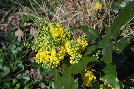 Flowering Ilex aquifolium (Ilex aquifolium)の写真素材