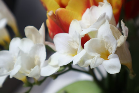 Bouquet of tulips and freesia close-upの写真素材