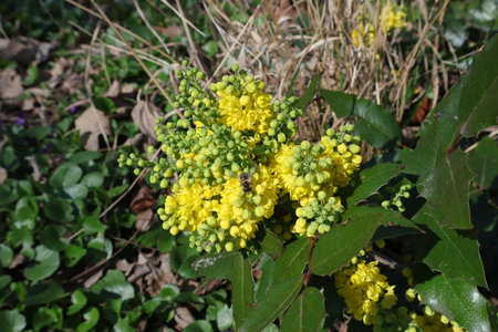 Yellow flowers of the wild grapevine (Berberis vulgaris)の写真素材