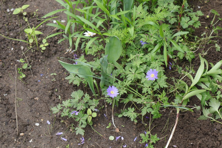 Small purple flowers in the garden on a background of green grass.の写真素材
