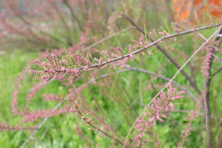 Pink flowers of heather (Calluna vulgaris) in springの写真素材