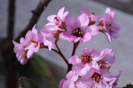 Bergenia vulgaris, also known as the European Bergenia, is a flowering plant in the genus Bergenia.の写真素材