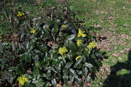 Flowering shrub with yellow flowers and green leaves in springの写真素材