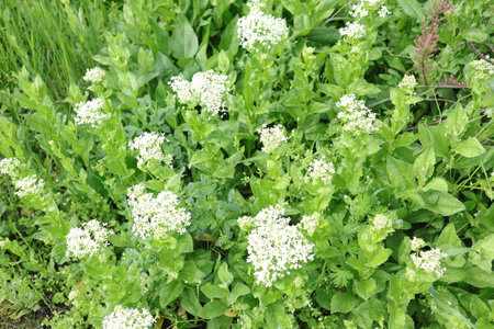 Flowering buckwheat in the garden, close-upの写真素材