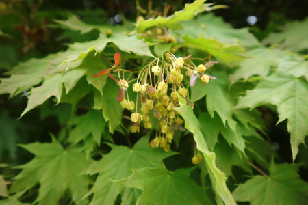 Maple tree with green leaves and flowers, closeup of photoの写真素材