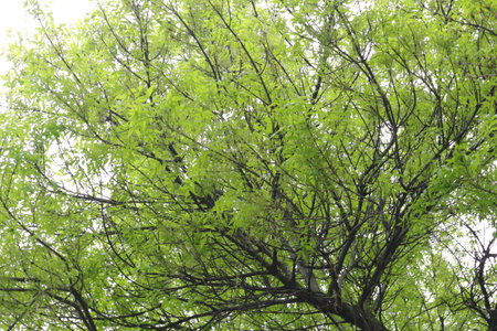 green leaves background, green leaves background, green leaves background, green leaves backgroundの写真素材