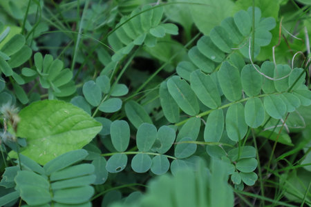 Leaves of a plant in the forest, close-up.の写真素材