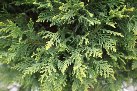 green thuja tree in the garden, closeup of photoの写真素材