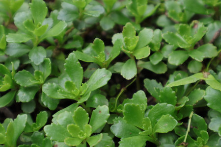 Close up of green leaves in the garden. Nature background and texture.の写真素材