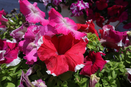 Colorful petunias in a flowerbed in the garden.の写真素材