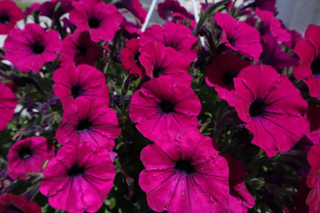 Purple Petunia Flowers Blooming in The Garden, England, UKの写真素材