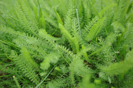 Green grass background. Close up of green grass in the garden.の写真素材