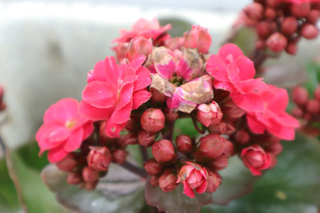 Red flowers of Kalanchoe blossfeldiana in the garden.の写真素材