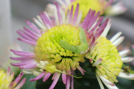 Chrysanthemum flower in the garden, closeup of photoの写真素材