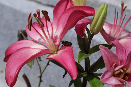 pink lily flowers in the garden, closeup of photoの写真素材