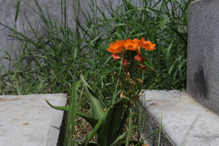 Orange flowers in the garden on the concrete stairs, closeup of photoの写真素材
