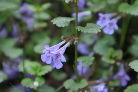 Close up of purple flowers in a garden, selective focus, shallow DOF.の写真素材