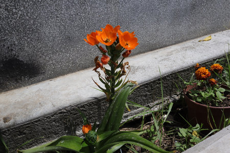 Orange flower in the garden with cement wall background, stock photo imageの写真素材