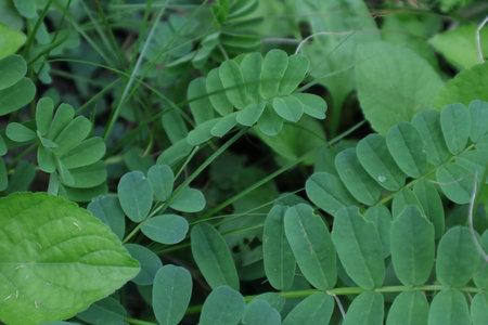 Leaves of a plant in the garden, close-up.の写真素材