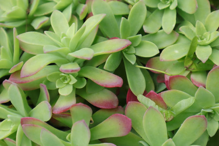 Succulent plants in the garden, closeup of photo.の写真素材