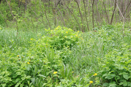 green grass with yellow flowers in the spring in the forest, natureの写真素材